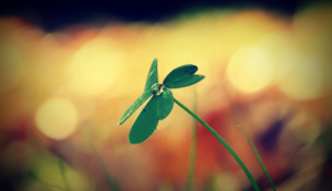 大象队连胜狂潮引起球迷狂欢