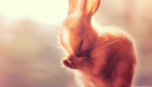 大象队连胜狂潮引起球迷狂欢